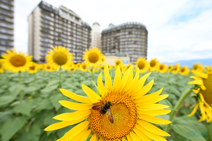 DSC_0350,16 mm,F5,1-200 秒,iso100(JPEG).jpg