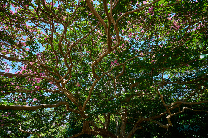 DSC_0374co,16 mm,F11,iso100(RAW S).jpg