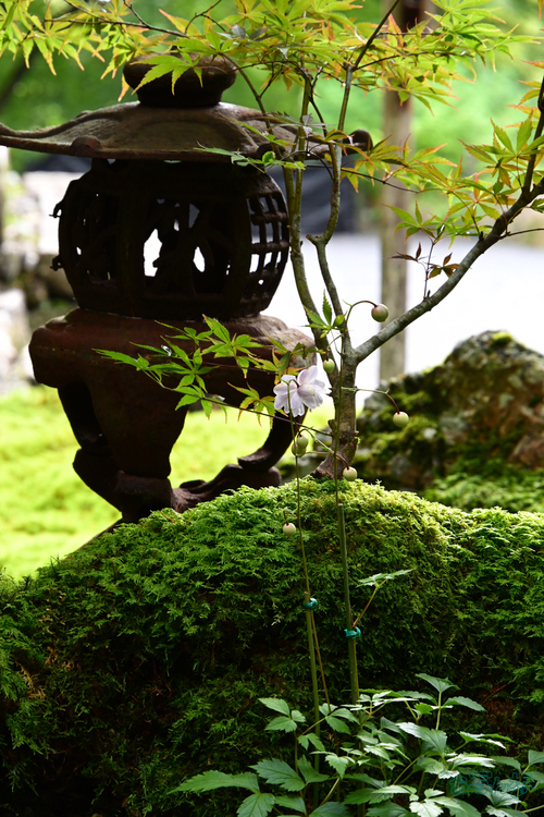 DSC_0443,115 mm,F9,1-25 秒,iso400(JPEG).jpg