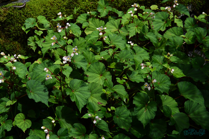 DSC_0510,115 mm,F10,1-640 秒,iso400(JPEG).jpg