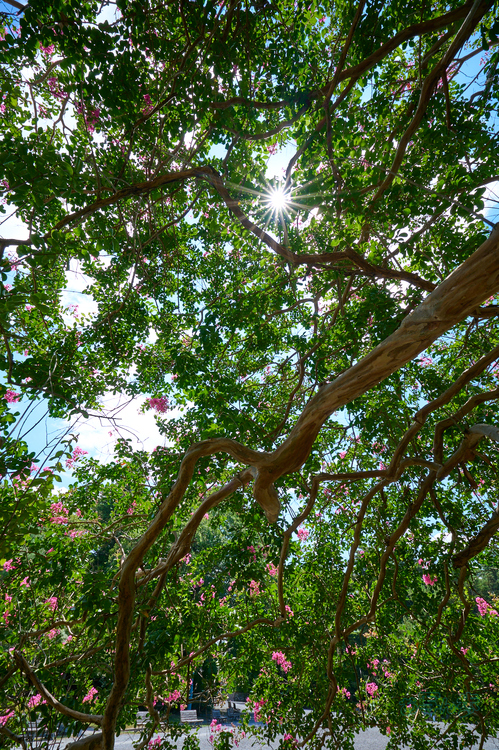 DSC_0605co,16 mm,F16,iso100(RAW S).jpg
