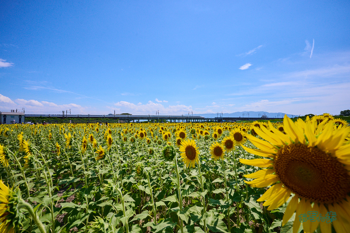 DSC_1027co,16 mm,F10,iso800(RAW S).jpg