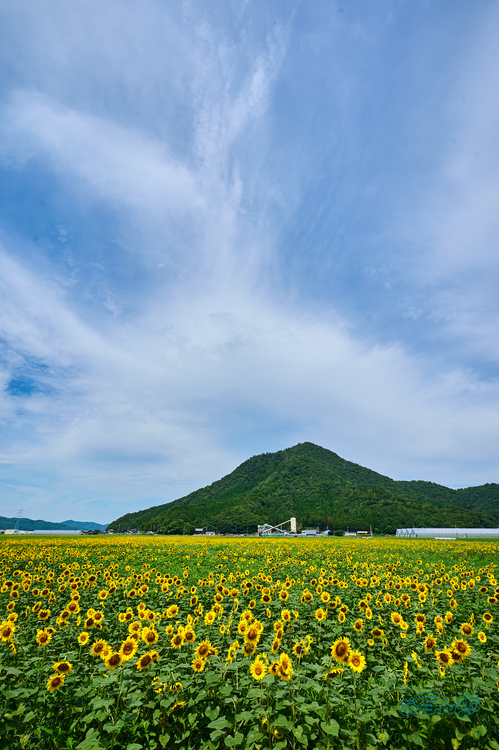 DSC_1374co,16 mm,F10,iso100(RAW S).jpg