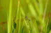 SDIM0678,200 mm,F2,1-2000 秒,iso100(JPEG) 1.jpg