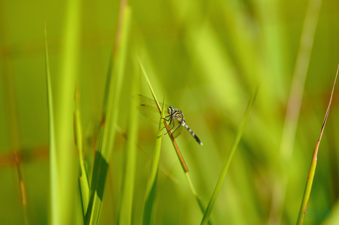 SDIM0678,200 mm,F2,1-2000 秒,iso100(JPEG).jpg