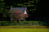 SDIM0679,200 mm,F2,1-3200 秒,iso100(JPEG) 1.jpg