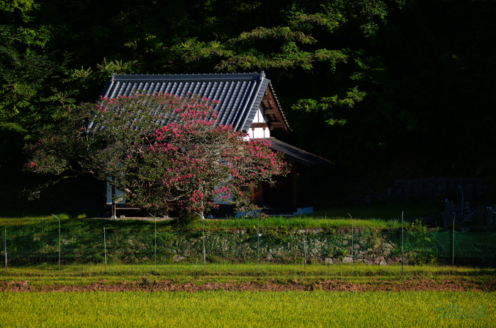 SDIM0679,200 mm,F2,1-3200 秒,iso100(JPEG).jpg