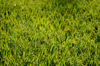SDIM0696,200 mm,F2,1-2500 秒,iso100(JPEG) 1.jpg
