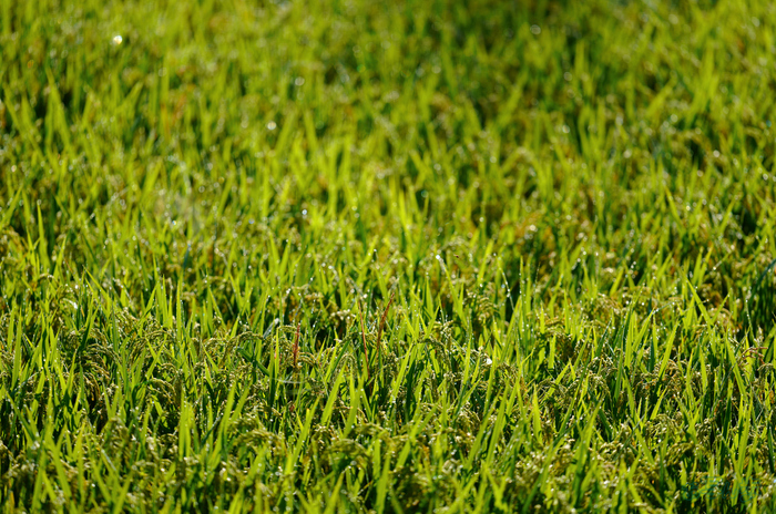 SDIM0696,200 mm,F2,1-2500 秒,iso100(JPEG).jpg