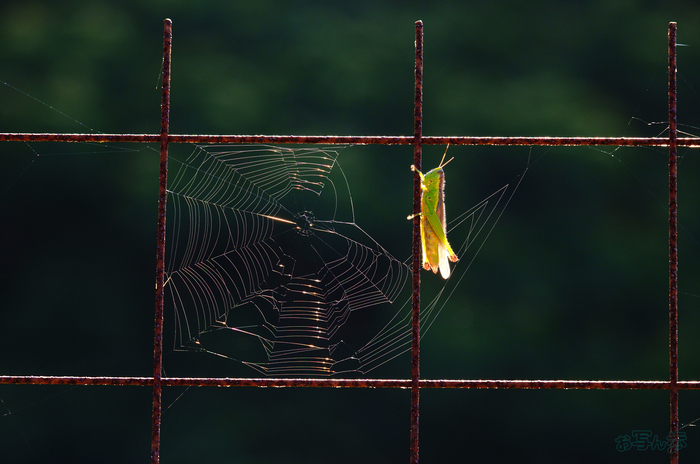 SDIM0718,200 mm,F10,1-200 秒,iso640(JPEG).jpg
