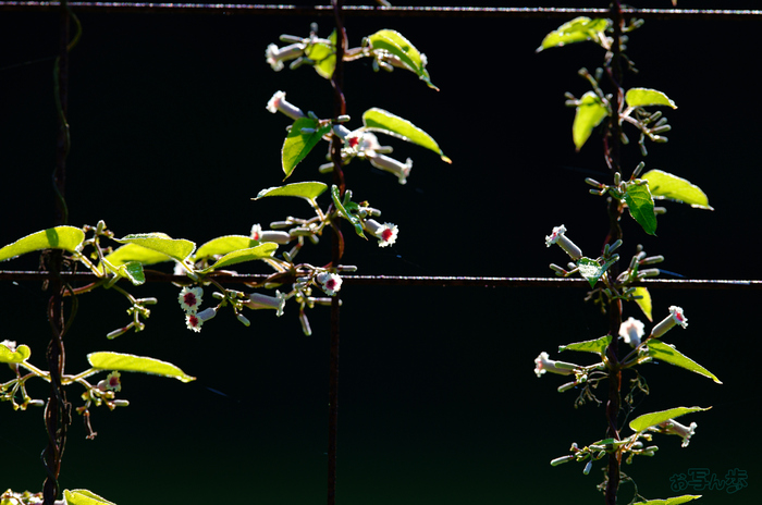 SDIM0721,200 mm,F4,1-500 秒,iso100(JPEG).jpg