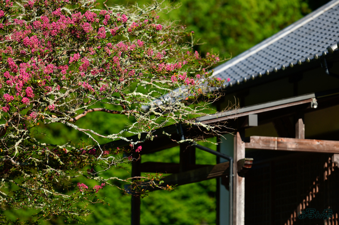SDIM0735,200 mm,F2.2,1-2000 秒,iso100(JPEG).jpg