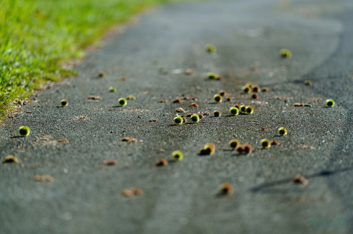 SDIM0766,200 mm,F2,1-2500 秒,iso100(JPEG).jpg