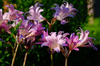 SDIM0799,200 mm,F10,1-200 秒,iso125(JPEG) 1.jpg