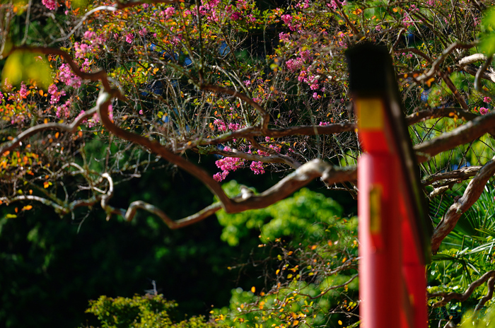 SDIM0817,200 mm,F2,1-1600 秒,iso100(JPEG).jpg
