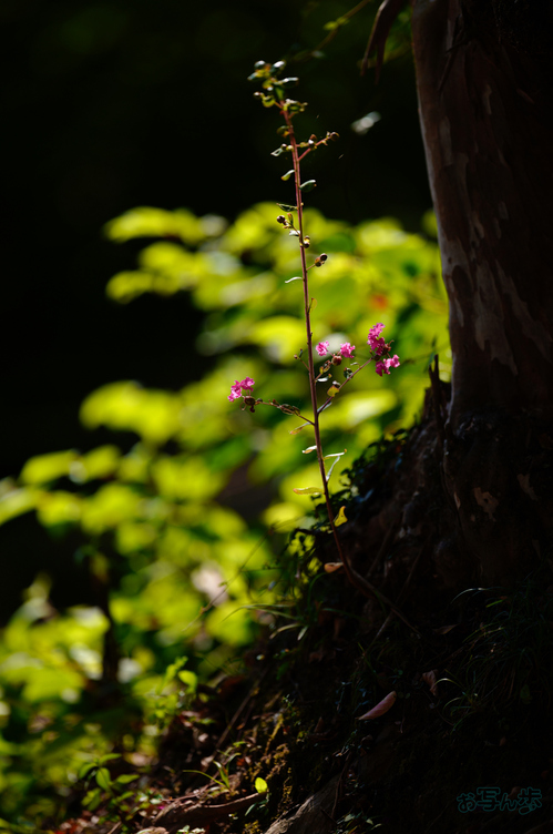 SDIM0874,200 mm,F2,1-2000 秒,iso100(JPEG).jpg
