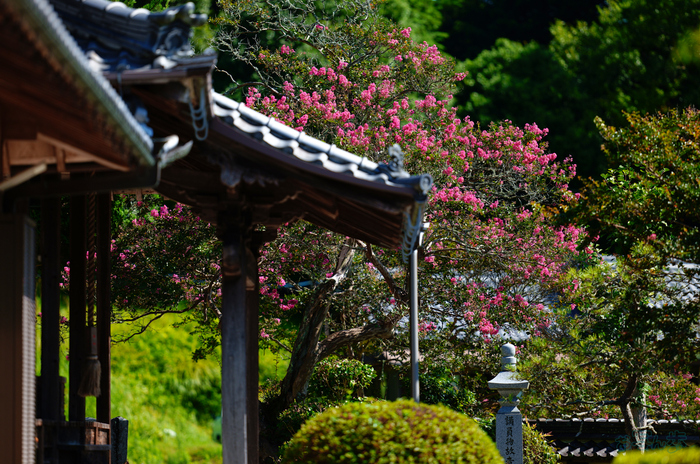 SDIM0931,200 mm,F2,1-2000 秒,iso100(JPEG).jpg