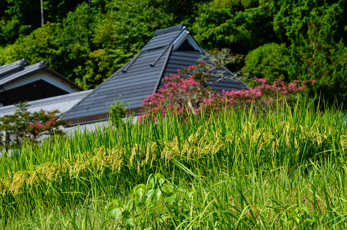 SDIM0970,200 mm,F14,1-200 秒,iso250(JPEG).jpg