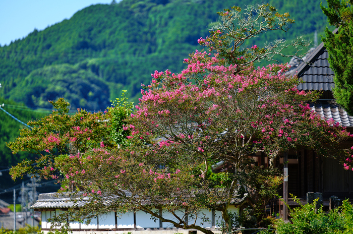 SDIM0979,200 mm,F2,1-2000 秒,iso100(JPEG).jpg