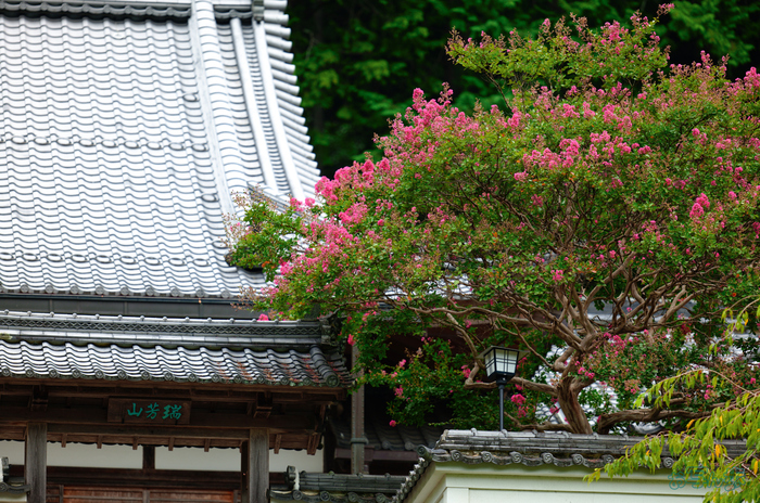 SDIM1006,200 mm,F2,1-800 秒,iso100(JPEG).jpg