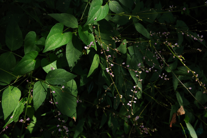 GR000186,18 mm,F9,1-60 秒,iso100(JPEG).jpg