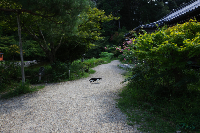 GR000229,18 mm,F8,1-100 秒,iso100(JPEG).jpg