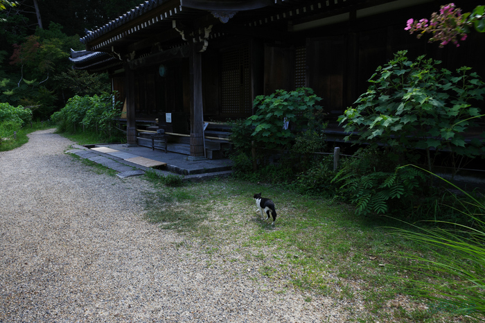 GR000230,18 mm,F8,1-80 秒,iso100(JPEG).jpg