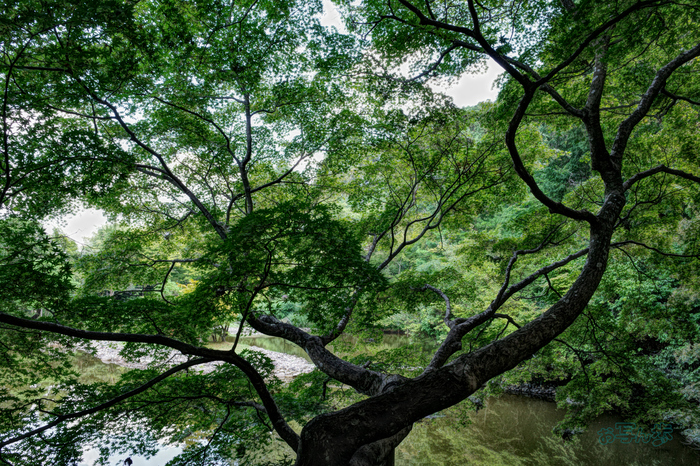 GR000255co,18 mm,F9,iso400(JPEG).jpg