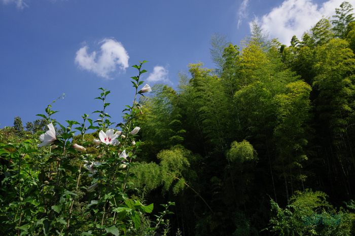 GR000321co,18 mm,F9,iso200(JPEG).jpg