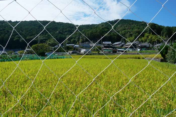 P1000012,12 mm,F7.1,1-1000 秒,iso200(JPEG).jpg