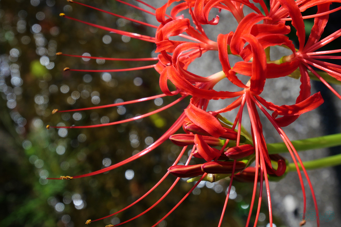 P1000015,32 mm,F7.1,1-500 秒,iso200(JPEG) (2).jpg