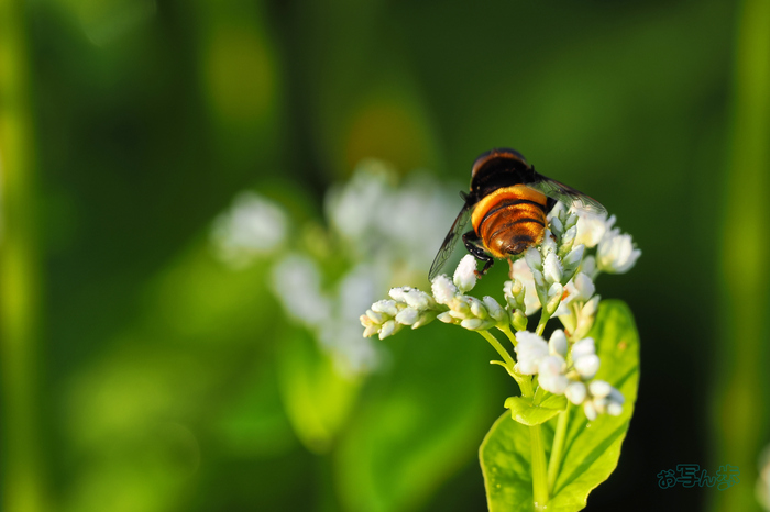 P9170426co,400 mm,F6.3,iso200(JPEG).jpg