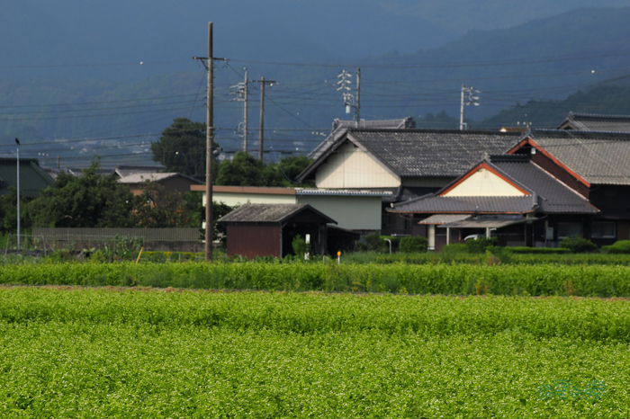 P9170718co,138 mm,F7.1,iso320(JPEG).jpg