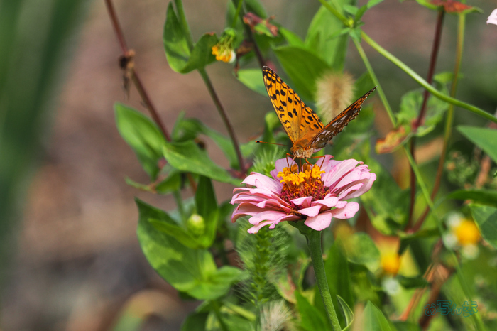 P9171115co,400 mm,F8,iso400(JPEG).jpg