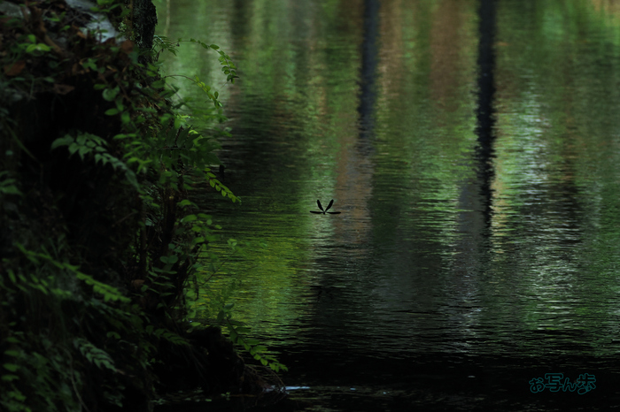 P9171339co,200 mm,F6.3,iso640(JPEG).jpg