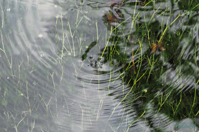 P9171484,100 mm,F6.3,1-200 秒,iso200(JPEG).jpg