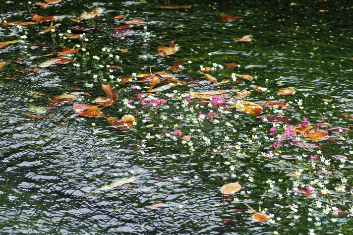 P9171498,100 mm,F6.3,1-125 秒,iso200(JPEG).jpg