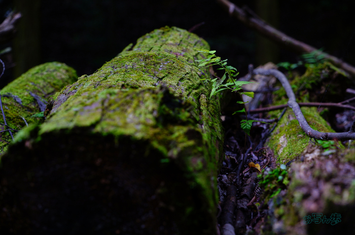 SDIM1917co,77 mm,F5.9,iso500(JPEG).jpg