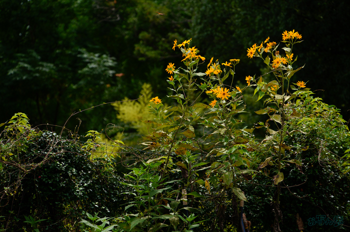 SDIM1920,157 mm,F6.3,1-320 秒,iso100(JPEG).jpg