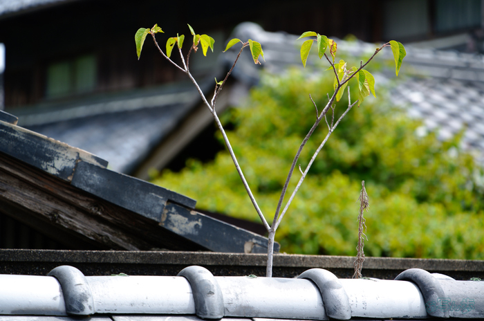 SDIM1941,159 mm,F6.3,1-200 秒,iso100(JPEG).jpg
