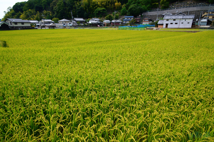SDIM1993,20 mm,F9,1-125 秒,iso100(JPEG).jpg