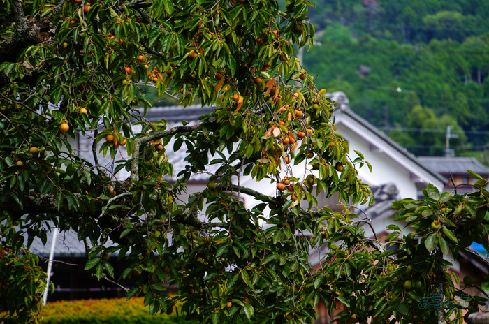 SDIM2003co,186 mm,F6.3,iso100(JPEG).jpg