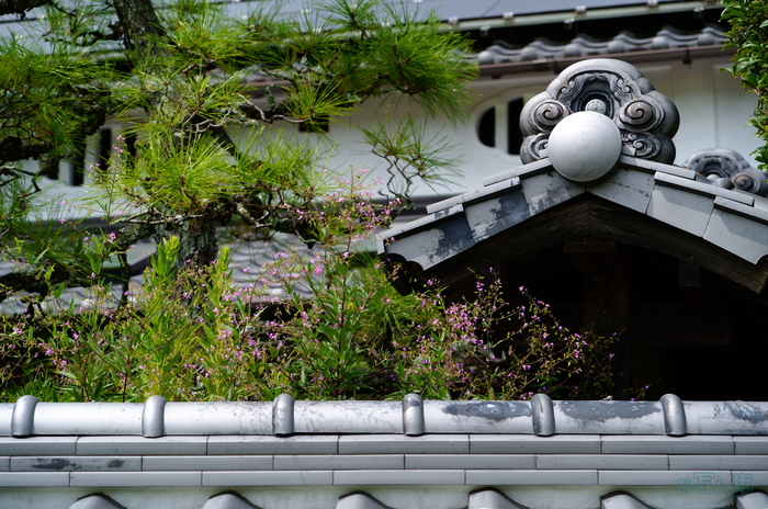 SDIM2053,91 mm,F6.1,1-400 秒,iso100(JPEG).jpg