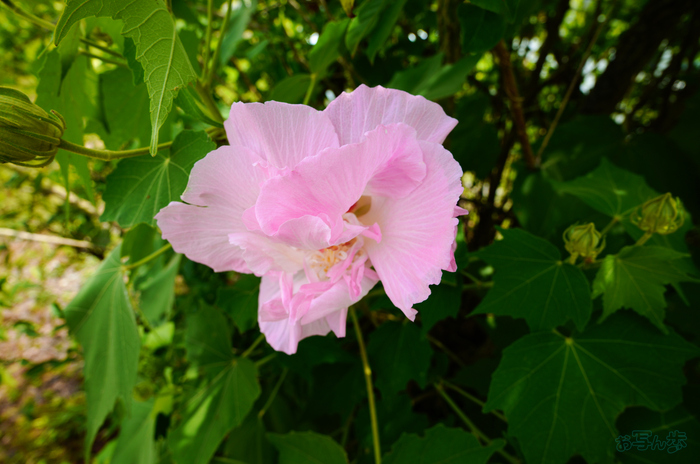 SDIM2062,20 mm,F9,1-80 秒,iso100(JPEG).jpg
