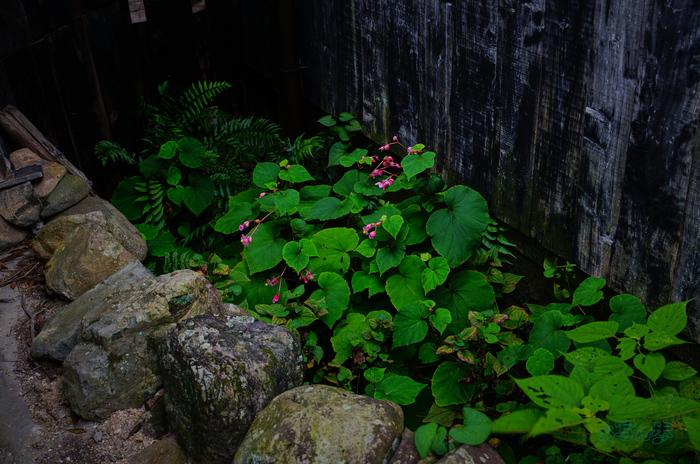 SDIM2098co,44 mm,F6.3,iso100(JPEG).jpg