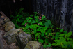 SDIM2098co,44 mm,F6.3,iso100(JPEG).jpg