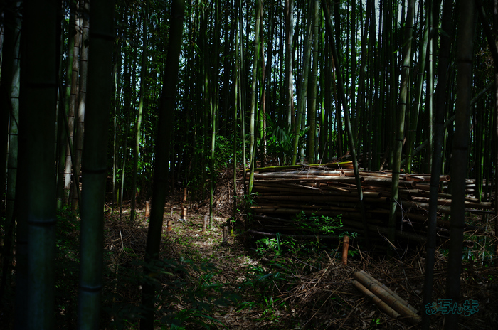 SDIM2104co,41 mm,F5,iso100(JPEG).jpg