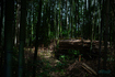 SDIM2104co,41 mm,F5,iso100(JPEG).jpg