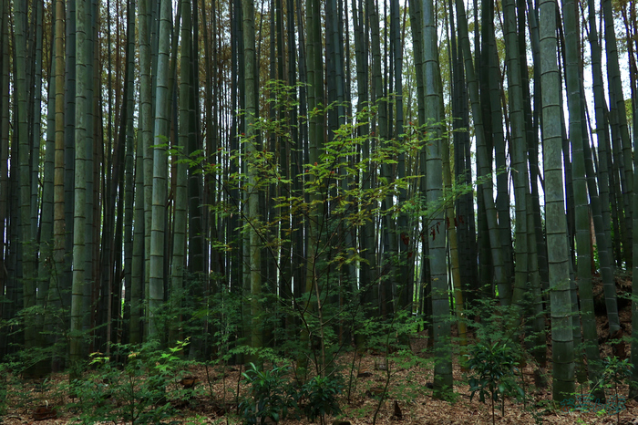 T8411,18 mm,F10,1-200 秒,iso800(JPEG).jpg