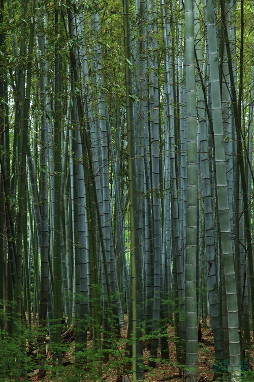 T8443,45 mm,F13,1-40 秒,iso800(JPEG).jpg